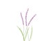 Hand drawn digital watercolor sketch illustration of growing blooming lavender flowers with green leaves on white canvas. Floral