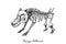 Hand Drawn of Dog Skeleton For Halloween Celebration