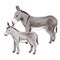 Hand drawn donkey and foal. Farm animal familie