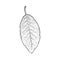 Hand drawn dry tobacco leaf, vector illustration on white background