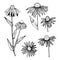 Hand drawn Echinacea. Medicinal herbs