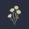 Hand drawn edelweiss flowers icon