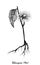 Hand Drawn of Elecampane or Elfdock Flowers