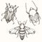 Hand drawn engraving Sketch of Scarab Beetle, May bug and Bee. D