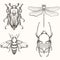 Hand drawn engraving Sketch of Scarab Beetle, May bug, Bee and D