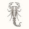 Hand drawn engraving Sketch of Scorpion. Vector illustration for