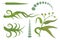 Hand drawn eucalyptus flower, eucalyptus leaves, green leaves, medical plant, eucalyptus tree for logotype, flyer, posters, card,