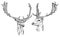 Hand drawn Fallow Deer heads.