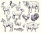 Hand drawn farm animals and birds. Goat, duck and horse, sheep and cow, pig and rooster, rabbit and turkey, chicken and