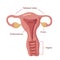 Hand drawn female reproductory system anatomy chart. Uterus, cervix, ovaries and fallopian tubes in simple cartoon style with