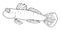 Hand-drawn fish in sketch style isolated element black outline on white background. tropical Fish shrimp goby suitable for
