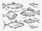 Hand drawn fish. Sketch trout, carp, tuna, herring, flounder, anchovy. Vector illustration