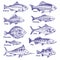 Hand drawn fishes. Ocean sea river fishes sketch fishing seafood herring tuna salmon anchovy trout perch pike
