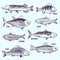 Hand drawn fishes. Restaurant menu seafood, salmon, tuna and mackerel sketch vector isolated elements