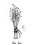 Hand Drawn of Flax Seed or Linum Usitatissimum
