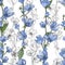 Hand drawn floral seamless pattern with blue Chicory