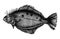 Hand drawn flounder flatfish grayscale