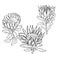 Hand-drawn flowers protea.  Vector sketch illustration