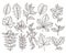 Hand drawn forest leaves. Autumn leaf sketch, drawing nature elements. Botanical oak branch, fall foliage and plants