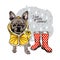 Hand drawn french bulldog with yellow raincoat and gumboots. Vector spring greeting card. Cute colorful dog with