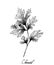 Hand Drawn of Fresh Chervil Plant on White