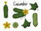 Hand-drawn fresh cucumbers. Isolated image.