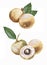 Hand drawn fresh fruits, watercolor Illustration of fresh Dimocarpus Longan fruits Isolated on white background