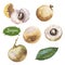 Hand drawn fresh fruits, watercolor Illustration set of fresh Dimocarpus Longan fruits Isolated on white background