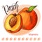 Hand drawn fruit illustration. Sweet peach element. Vector sketch for card or poster.