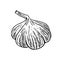 Hand-drawn garlic, plant of the onion family. Farm product, vegetarian food, proper nutrition, healthy diet. Sketch, doodle,