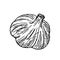 Hand-drawn garlic, plant of the onion family. Farm product, vegetarian food, proper nutrition, healthy diet. Sketch, doodle,