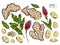 Hand drawn ginger root, flowers and leaves. Vector engraved illustration. Spicy colored vegetable. Food ingredient