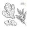 Hand drawn ginger root and leaves. Vector engraved illustration. Spicy rhizhome vegetable. Food ingredient, aromatherapy