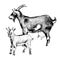 Hand drawn goat with goatling. Farm animals familie.