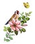 Hand Drawn Goldfinch Sitting on Pink Flower