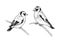 Hand Drawn Goldfinches Sitting on Branches