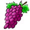 Hand-Drawn Grapes Illustration Clipart