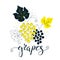 Hand drawn grapes illustration with lettering. Fresh natural fruit background. Vector banner, paster, package design