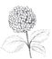 Hand drawn graphic hydrangea. Black and white raster illustration