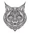 Hand drawn graphic ornate bobcat