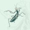 Hand Drawn Grasshopper Sketch Symbol. Vector Mantis Element In Trendy Style. Hand drawn, sketch, cartoon illustration of