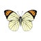 Hand drawn Great Orange Tip - Hebomoia glaucippe - butterfly