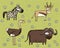 Hand drawn grunge illustration set of zebra, antelope, ostrich a