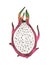 Hand drawn half oh pitaya fruit.