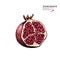 Hand drawn half pomegranate. Vector engraved colored illustration. Juicy natural fruit. Food healthy ingredient. For