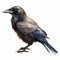 Hand Drawn Hawaiian Crow On White Background In Brown Color