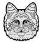 Hand-drawn head of a Maine Coon. White background. Element for your design