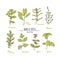 Hand drawn herbs and spices collection. Green fresh seasonings isolated on white