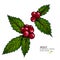 Hand drawn holly. Vector colored illustration. Christmas greenery. Engraved berries and leaves isolated on white