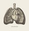 Hand-drawn human heart and lungs in retro style